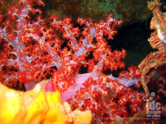 You will see stunning soft coral on your PADI Open Water with Indepth