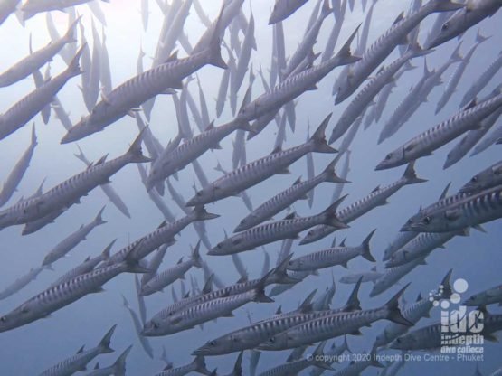 A large school of barracuda can often be spotted around Tachai Pinnacle