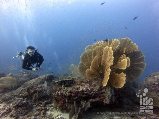 This amazing seafan is one of the highlights and landmarks of Tachai Pinnacle dive site - top Thailand dive sites