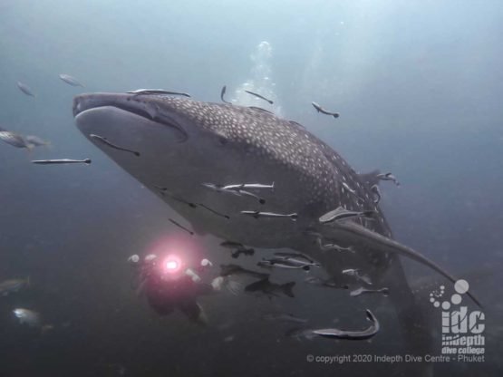 Tachai Pinnacle is one of the Thailand Dive Sites where divers are able to dive with whale shark more often