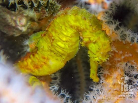 beautiful yellow seahorse at Three Islets Dive Site Myanmar