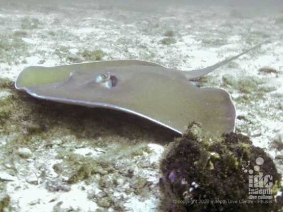 Look under the rocks at Three Islts Dive Site for good chances to spot large Jenkins whiprays