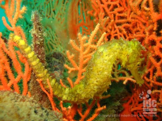 Tiger Tail Seahorses are found at Ko Doc Mai Phuket