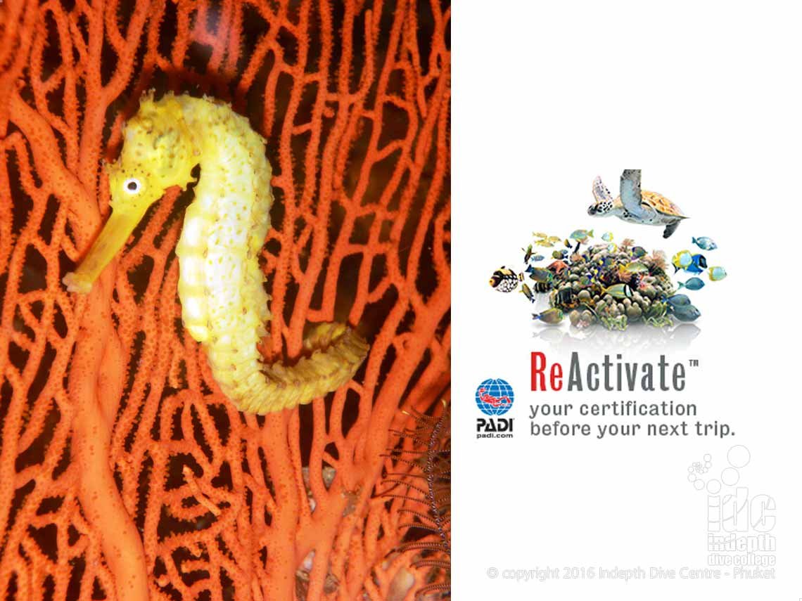 Tigertail Seahorse on a Sea Fan at Koh Racha Yai - ReActivate your Certification before your next Dive Trip to Phuket