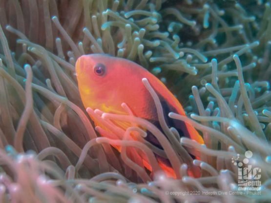 Tomato anemonefish, quite rare in Thailand, is very abundant in Myanmar diving especially at Three Islets dive site