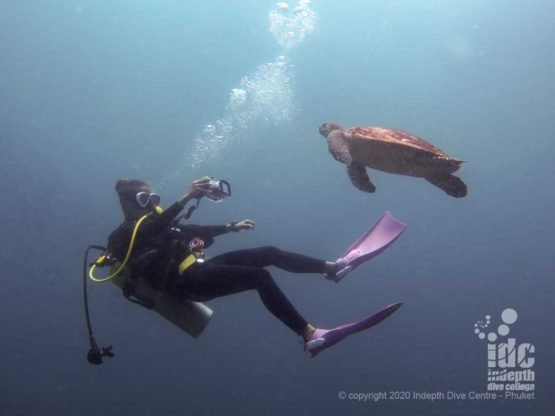 Close encounter with Turtle - Similan Islands Turtle Rock