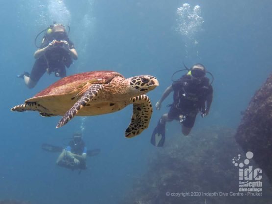 Close encounter with sea turtle at Three Islets - Myanmar Dive Sites