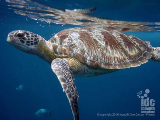 Turtles are regularly spotted on our U/W Naturalist Course Dives on Phuket Thailand