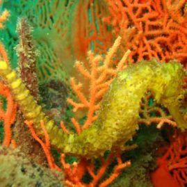 Stunning Sea Horse spotted on a Similan Liveaboard at West of Eden