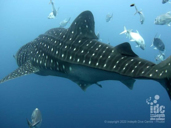 Whalsharks make frequent appearances when diving at Black Rock Dive Site Myanmar