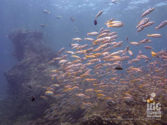 The massive schools of yellow snappers are one of the highlights of Koh Bida Nok diving - Phi Phi Islands Scuba Diving