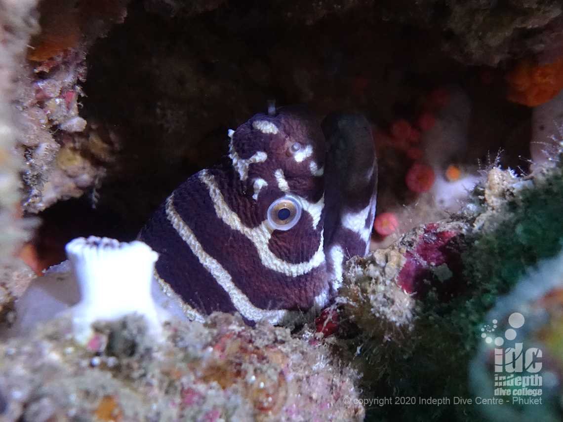 Zebra Moray eel at Hin Bida