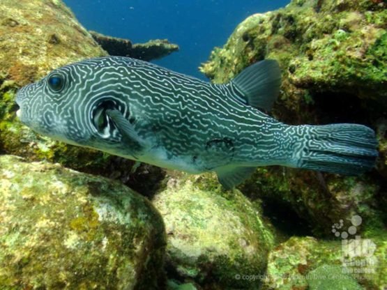 Camera Bay dive site is found at Racha Noi Island