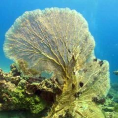 Racha Noi Phuket: Camera Bay is full of Sea Fans