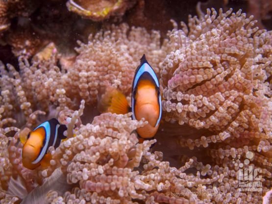 Cute Clarks's Anemonefish "smiling" for the camera! Phuket diving