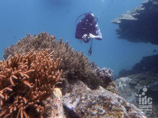 Healthy coral reef at Camera Bay - Diving Phuket