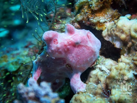 Frogfish are an occasional find at Banana Rock dive site - Racha Noi Island