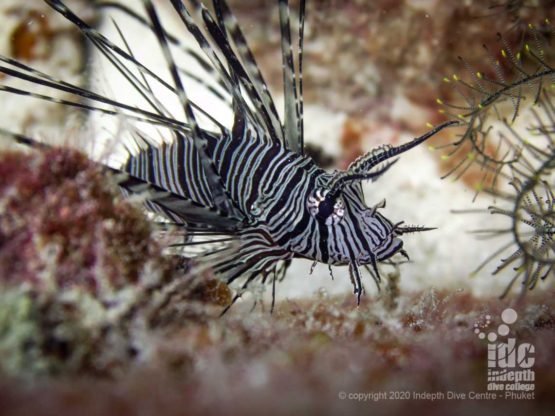 Lionfish are a common find when diving Camera Bay in Racha Noi island