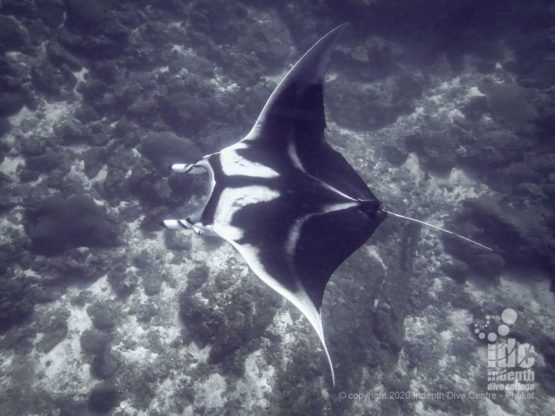 Manta Rays can sometimes be spotted while passing by Camera Bay dive site in Racha Noi