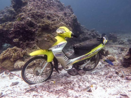 This motorbike looked like new when it was places at Banana Rock to create some artificial reef. Now it is very different as life has taken over it