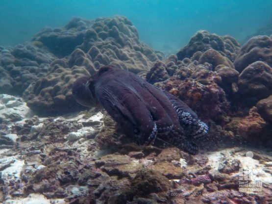 Swimming octopus at Camera Bay Racha Noi