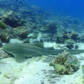 Leaopard Shark diving at Banana Rock Indepth Dive Centre