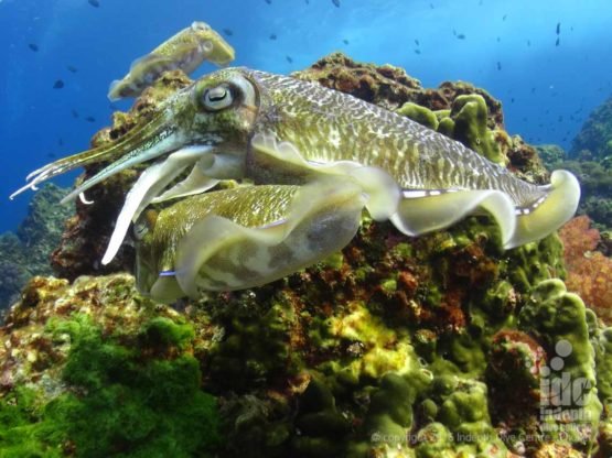 Banana Rock at Racha Noi diving with Cuttle Fish on Phuket