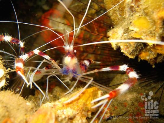 Shrimp make great Macro Photo Subjects at Banana Rock Phuket