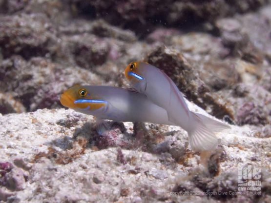 Cute pair of Yellowheaded Sleeper Goby at Camera Bay - Racha Noi Island