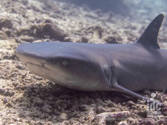 White tip reef sharks are a frequent sight at Shark Fin Reef