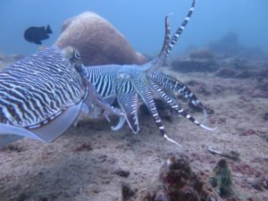 Choosing PADI Advanced Course Adventure Dives on Phuket is half the fun