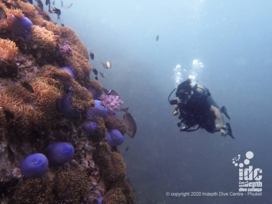 Diving Anemone Reef Phuket Dive Site with Indepth Dive Centre