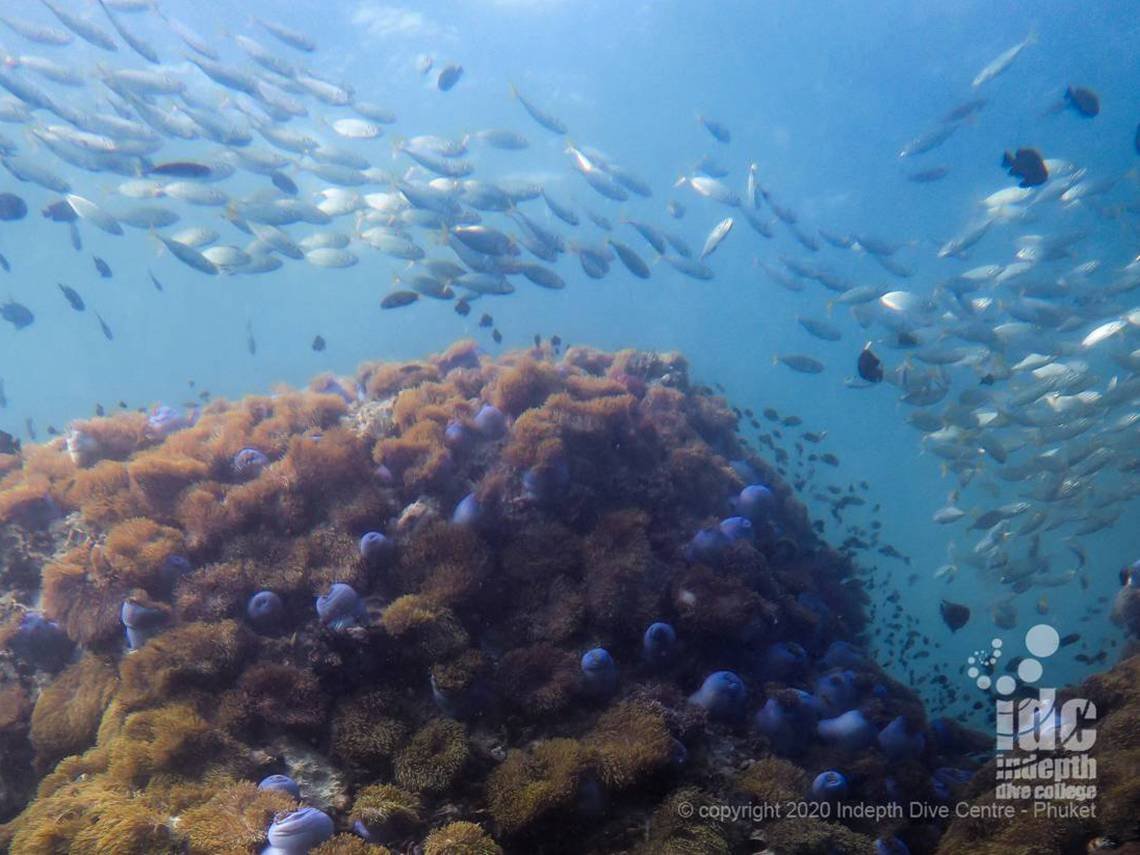 The reason why Anemone Reef is called that way