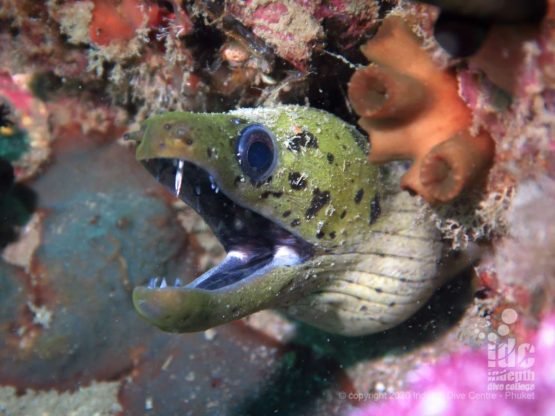 Fimbriated moray eel